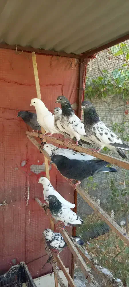 کبوتر تهرانی و پاکستانی|پرنده|مرند, |دیوار