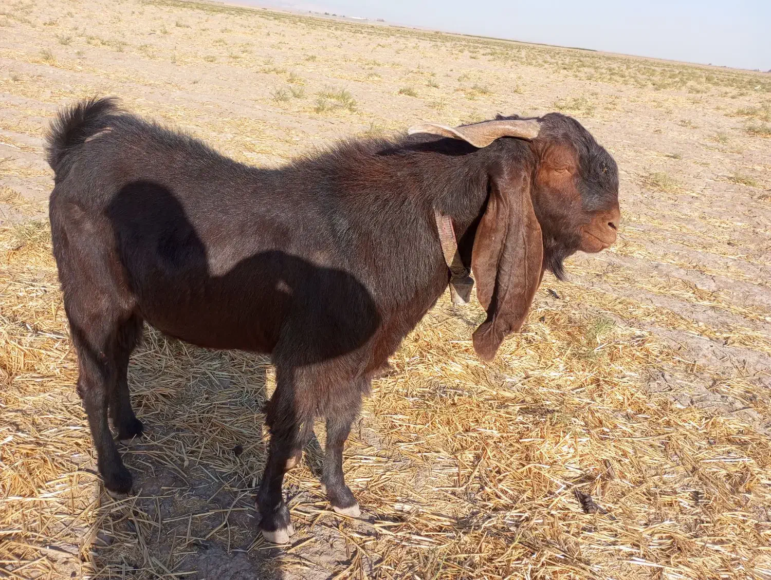 تکه جوان پاکستانی|حیوانات مزرعه|تربت جام, میان جام|دیوار
