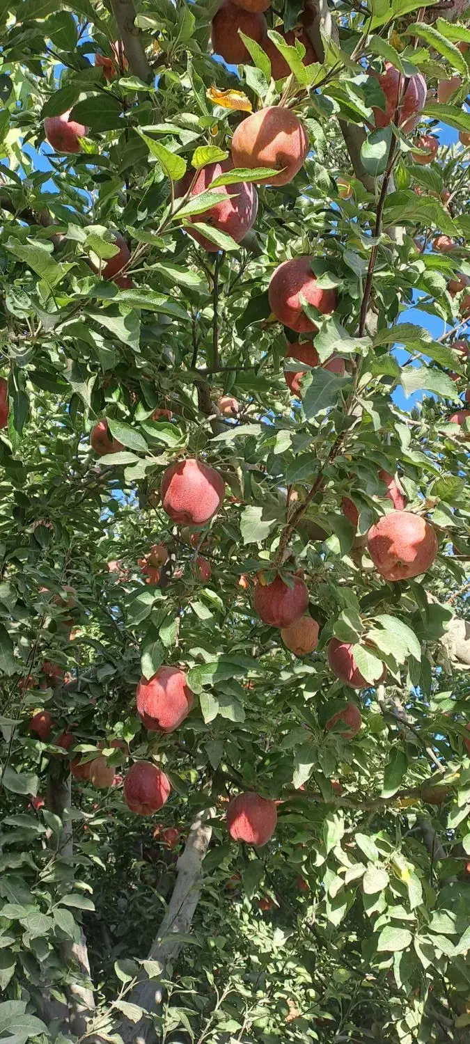 باغ دور دیوار۱۱۳۵|فروش دفتر صنعتی، کشاورزی، تجاری|دماوند, دماوند|دیوار