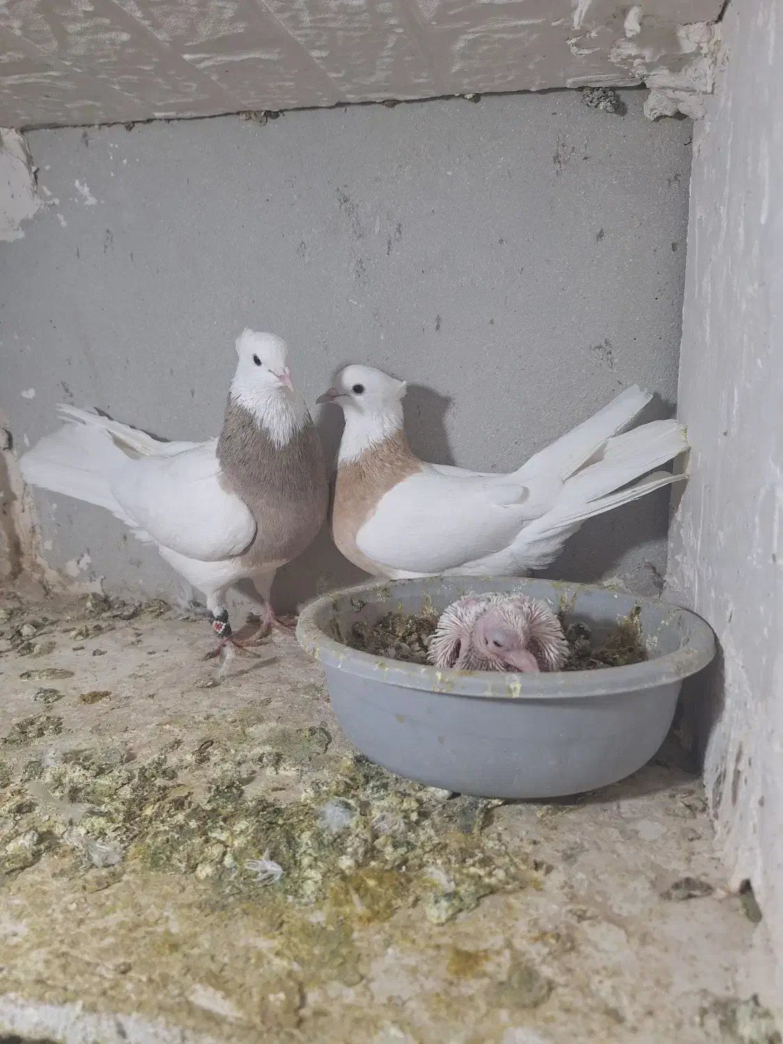 کبوتر طوقی رنگی|پرنده|ساوه, |دیوار