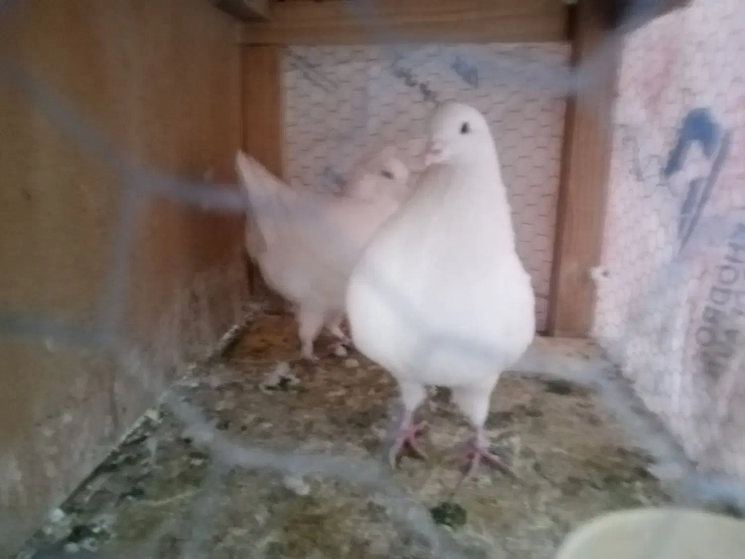 کبوتر کینگ شاهی|پرنده|مهریز, |دیوار