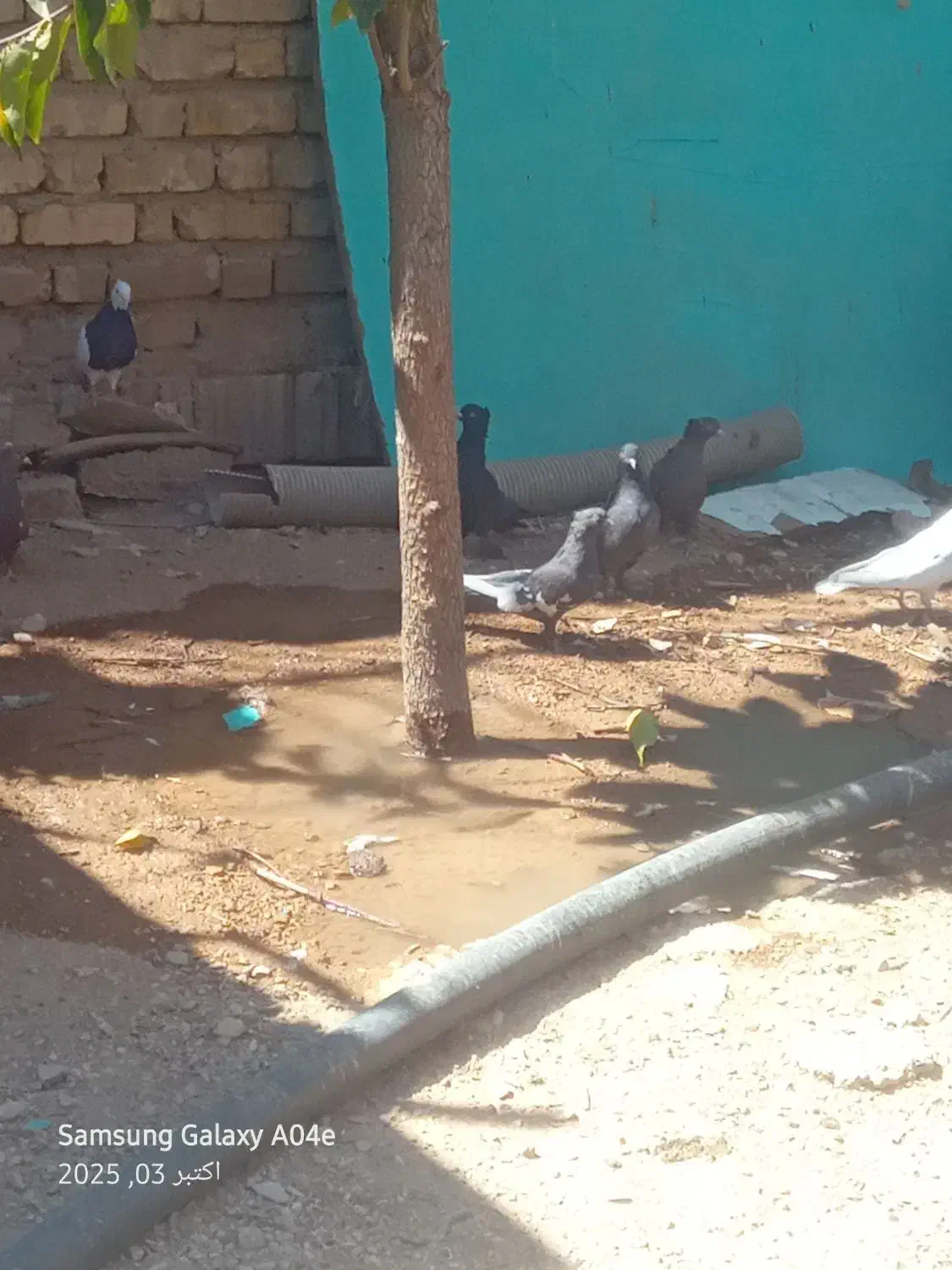 کبوتر|پرنده|شیراز, دوکوهک|دیوار