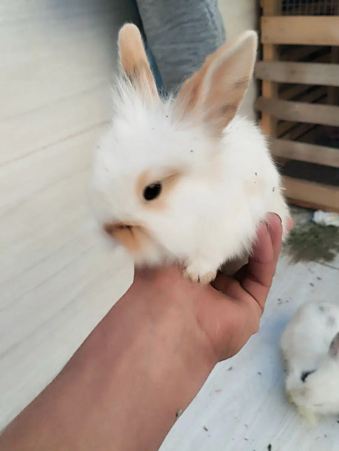 چارتا بچه خرگوش لپ خوشگل|موش و خرگوش|سبزوار, امام خمینی (ناوی)|دیوار