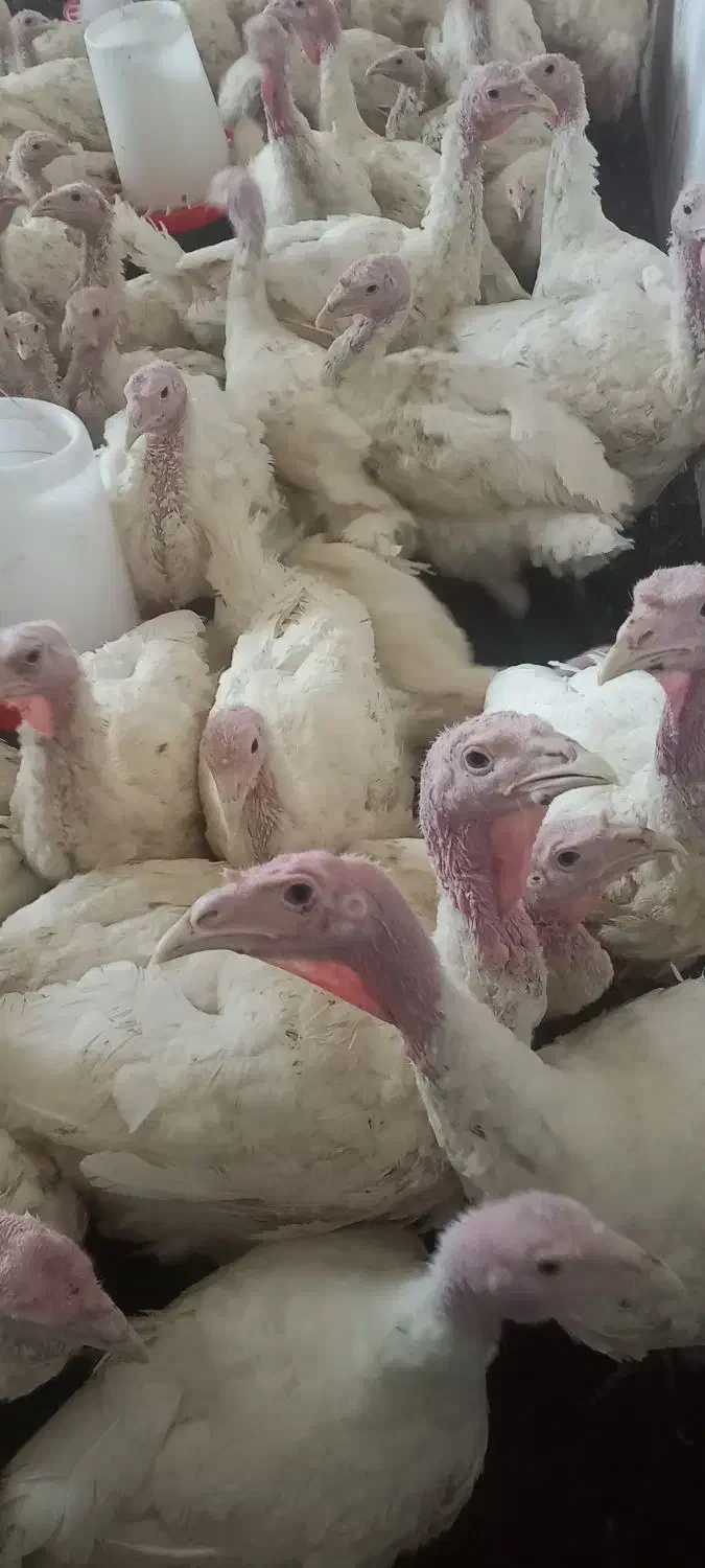 بوقلمون بیوتی جوان و ارگانیک|حیوانات مزرعه|قم, عمار یاسر|دیوار