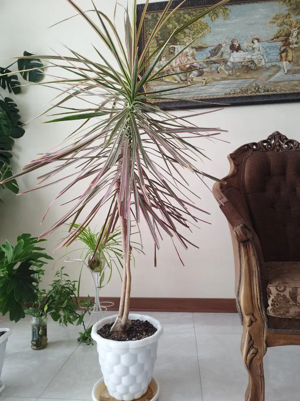 گلدان دراسنا|گل و گیاه طبیعی|کرج, باغستان|دیوار