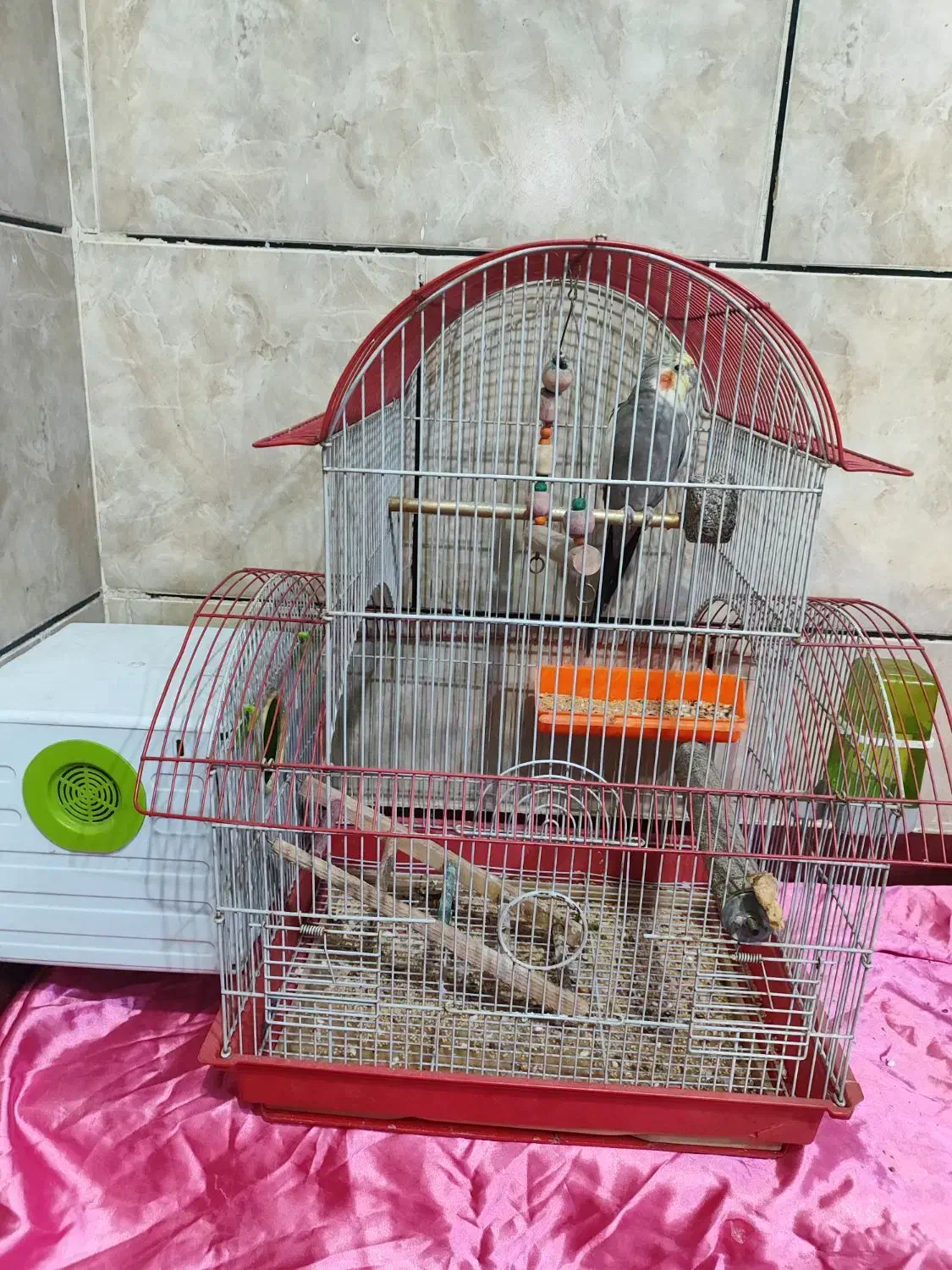 عروس هلندی نر|پرنده|اهواز, کوی رمضان|دیوار