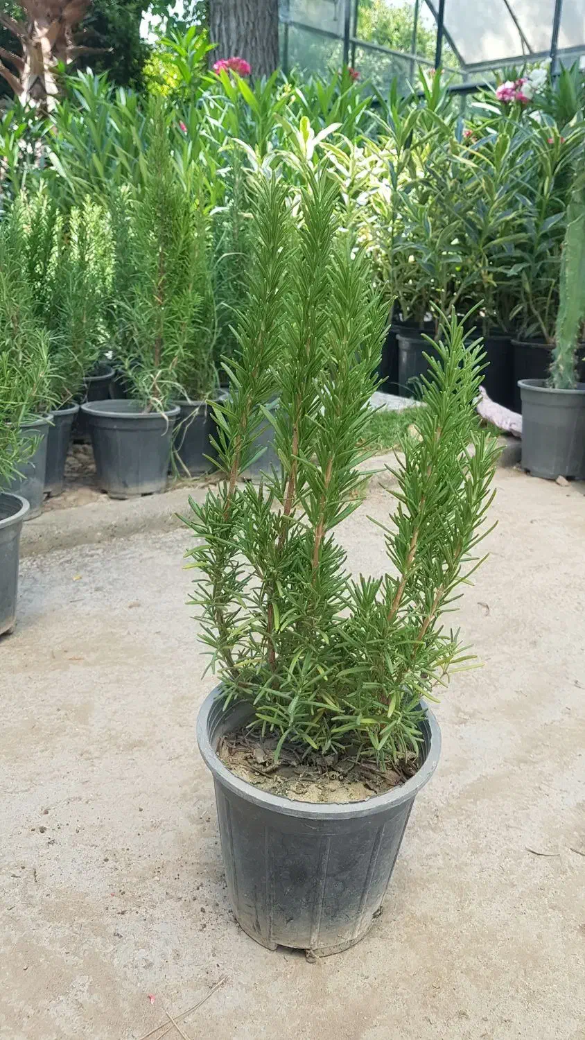 گیاه رزماری|گل و گیاه طبیعی|تهران, عباس‌آباد|دیوار