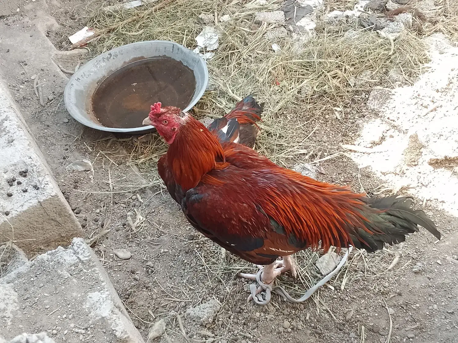 دو عدد خروس فروش فوری|پرنده|توکهور, |دیوار