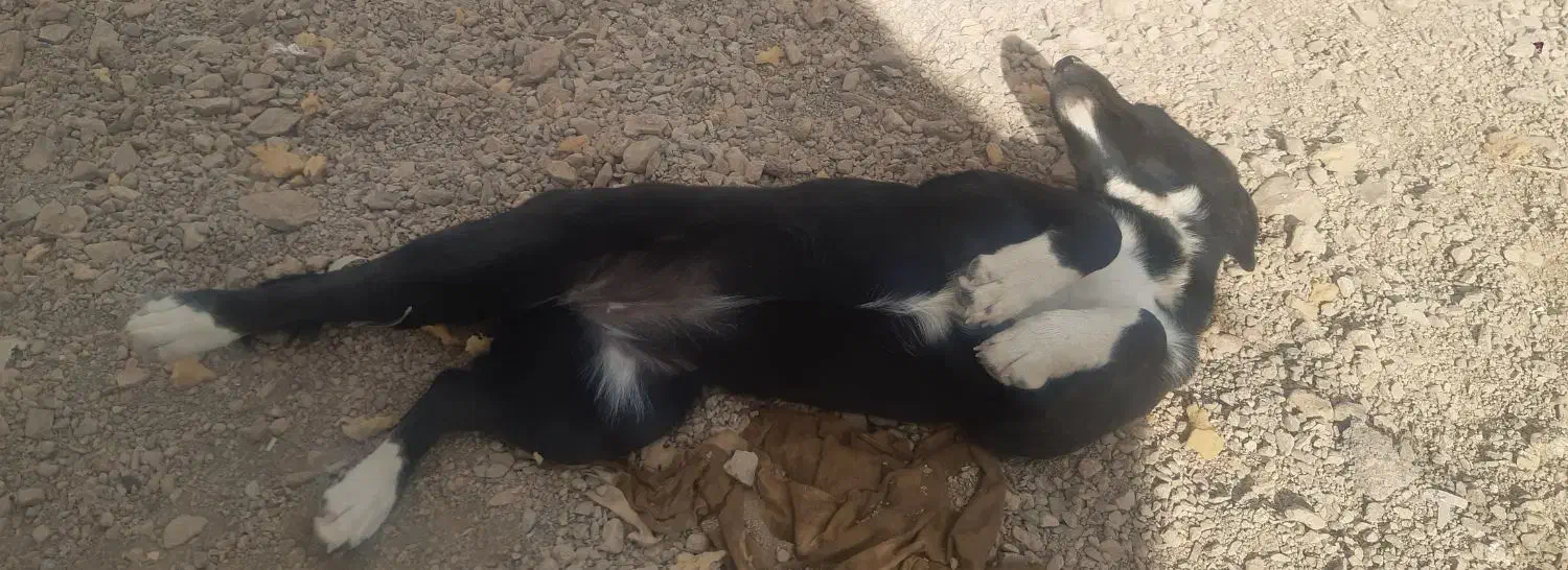 سگ دستاموز|سگ|محلات, |دیوار