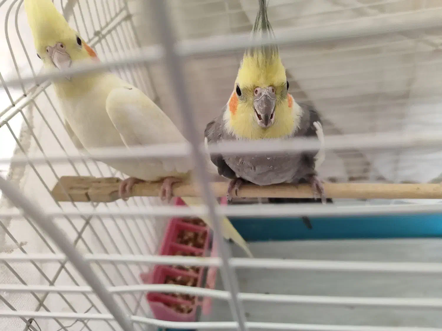 عروس هلندی مولد|پرنده|خمینی‌شهر, |دیوار