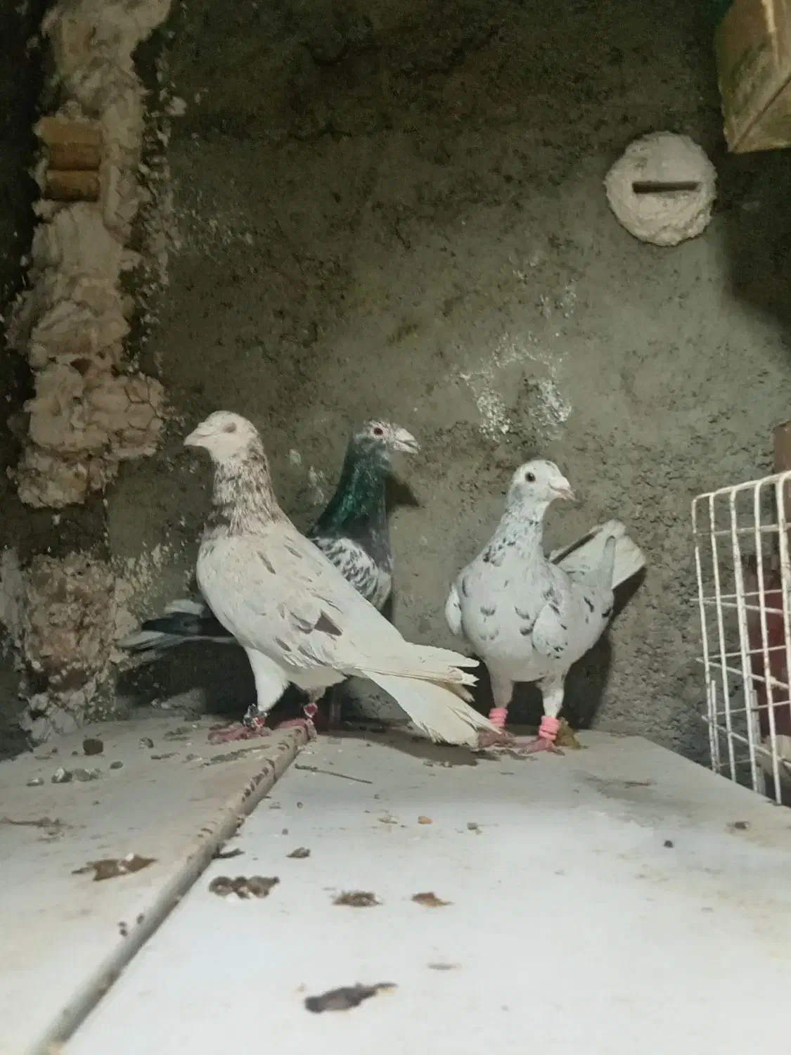 2 جفت کبوتر|پرنده|شیروان (خراسان), |دیوار