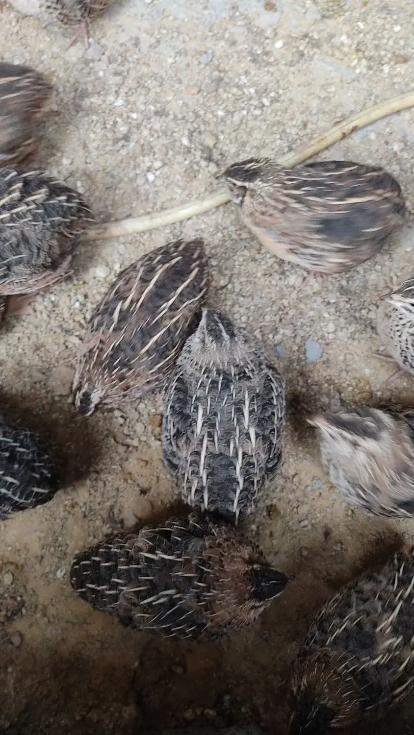 بلدرچین گوشتی و تخمگذار|حیوانات مزرعه|سمیرم, |دیوار