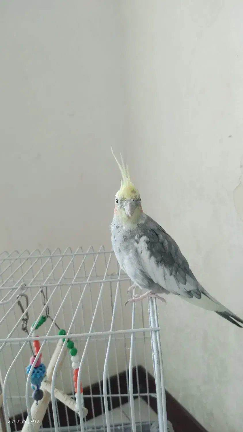 عروس نر|پرنده|قدس, شهرقدس|دیوار