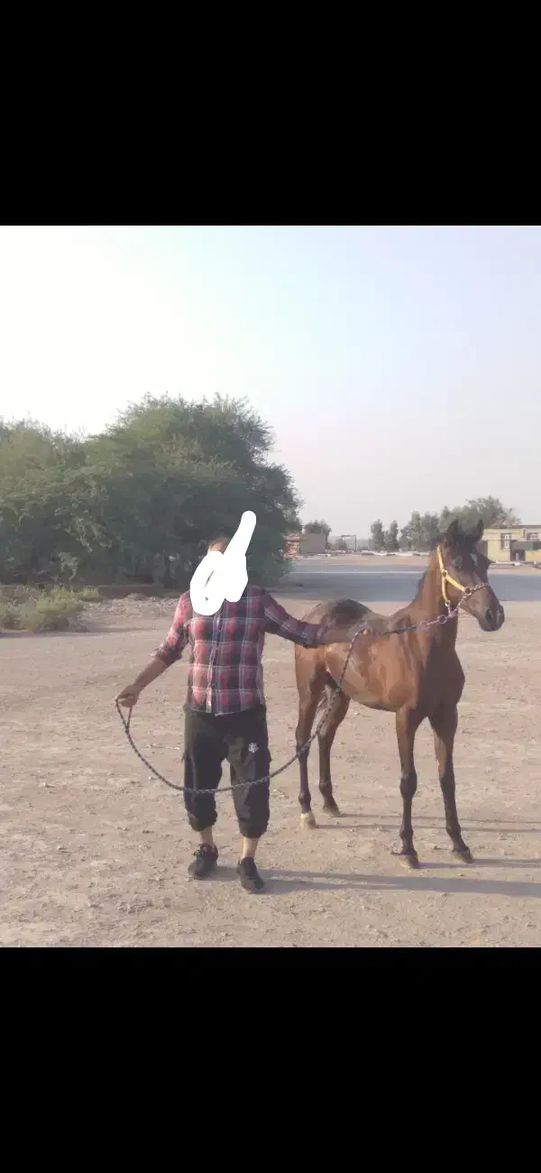 نریان خالص ایرانی|اسب و تجهیزات اسب‌سواری|شوشتر, |دیوار