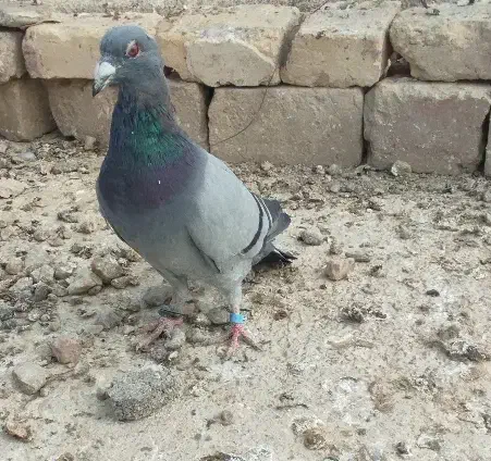 جوانه نرسبز|حیوانات|نیمروز, |دیوار