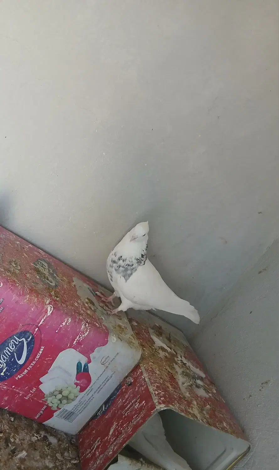 طوقی|پرنده|گلپایگان, |دیوار