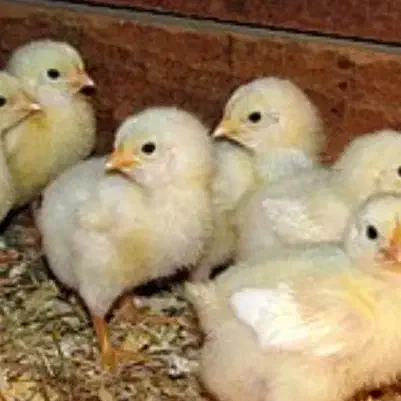 فروش جوجه مرغ گوشتی راس فوق سنگین یک روز|حیوانات مزرعه|مشهد, ایثار|دیوار