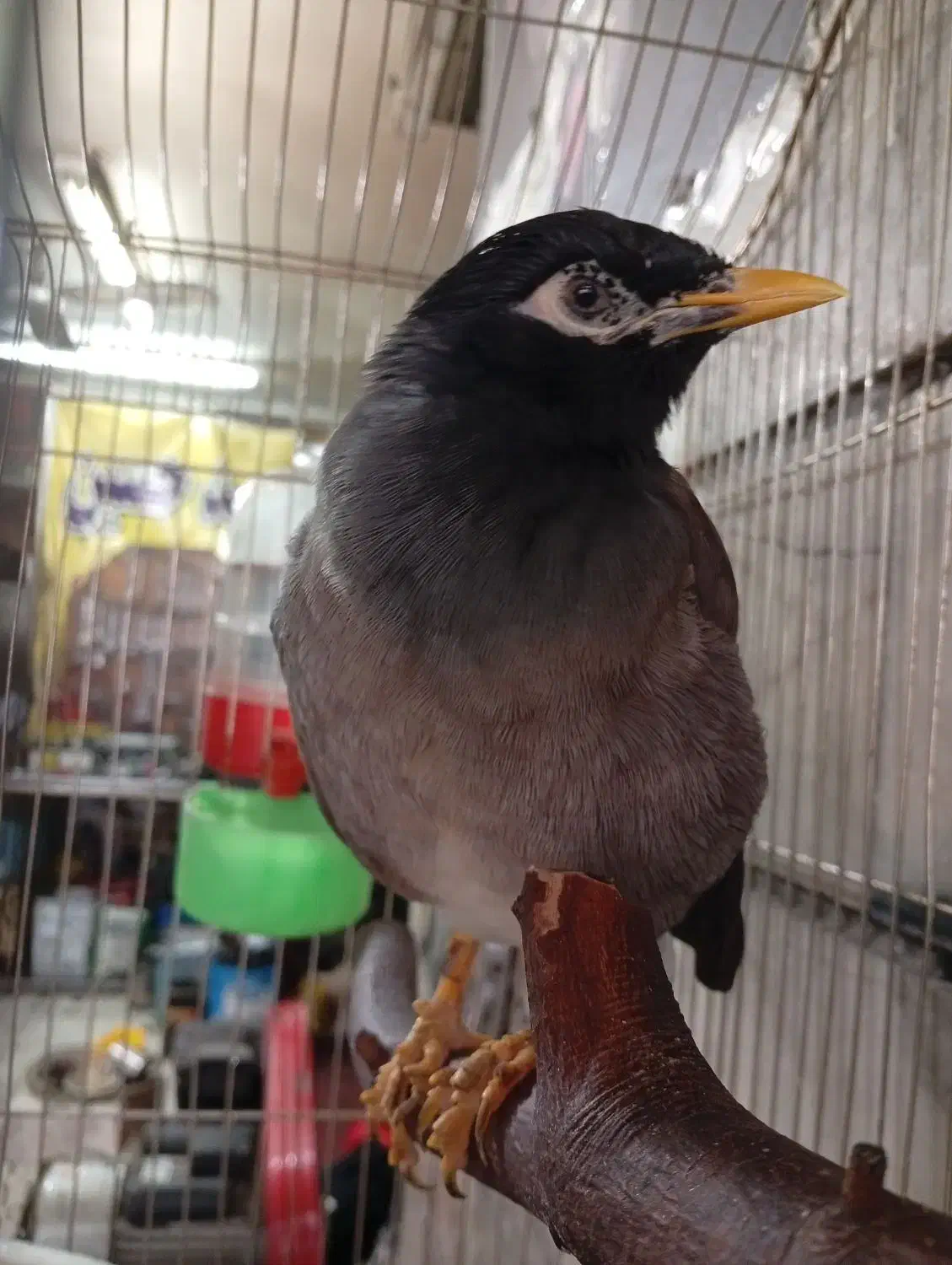 مرغ مینا|پرنده|تهران, مهرآباد|دیوار