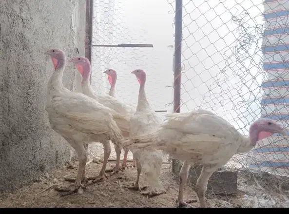 بوقلمون بیوتی|حیوانات مزرعه|مشهد مرغاب, |دیوار