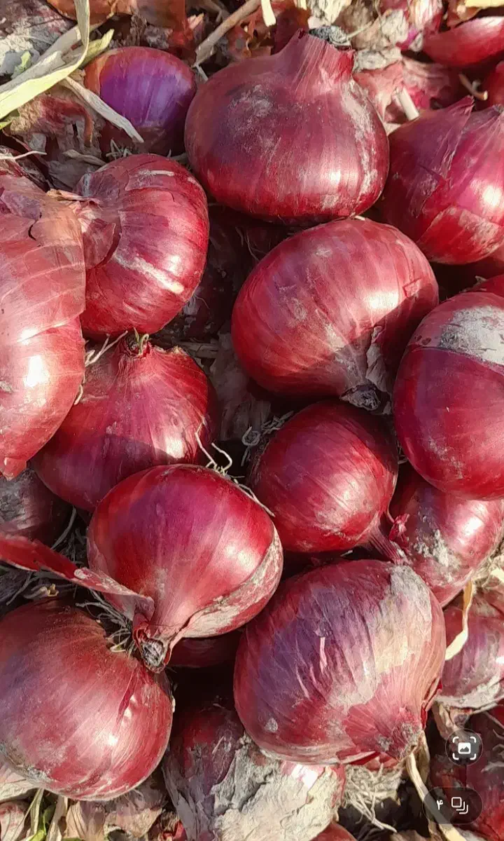 بذر پیاز قرمز|گل و گیاه طبیعی|جره و بالاده, |دیوار