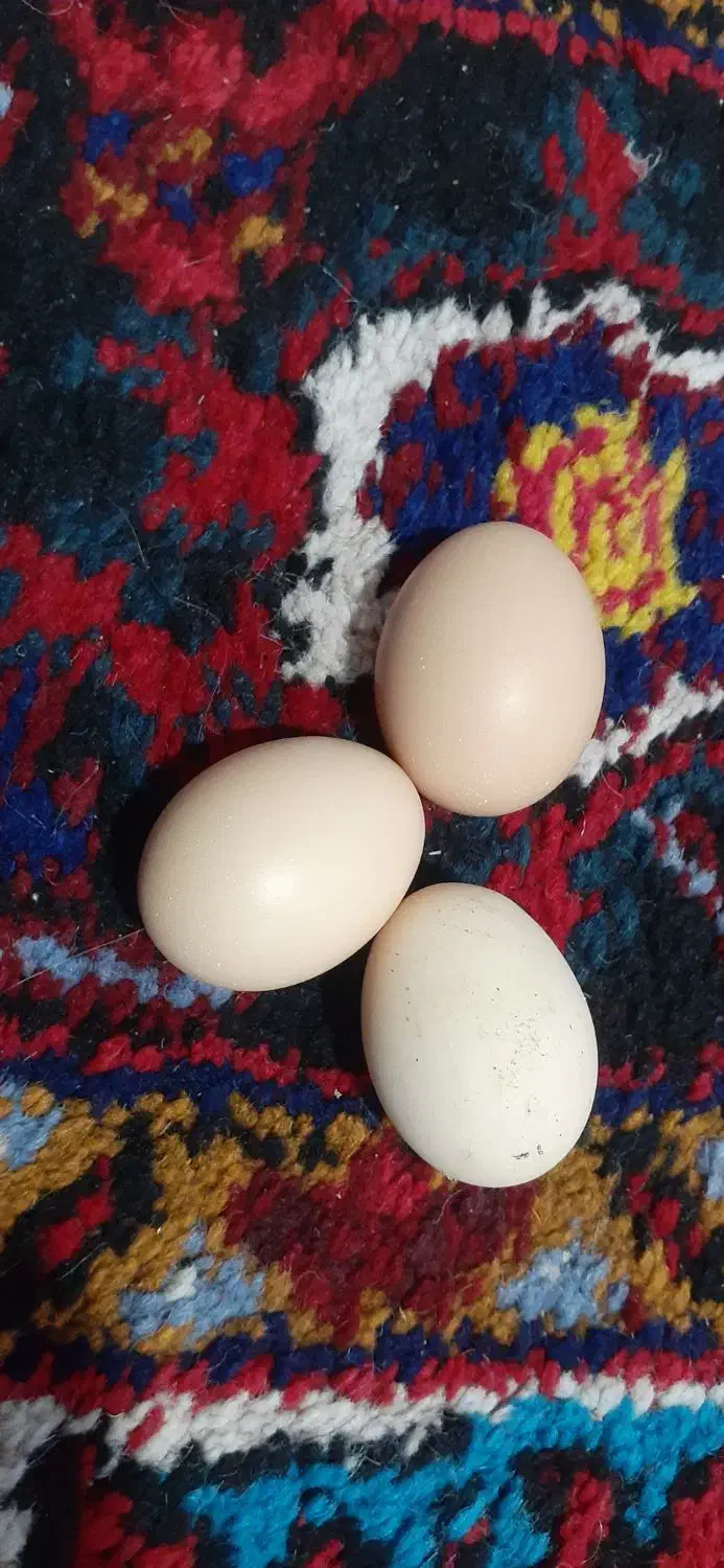 تخم مرغ برهما از نژاد برتر|حیوانات مزرعه|اهر, |دیوار