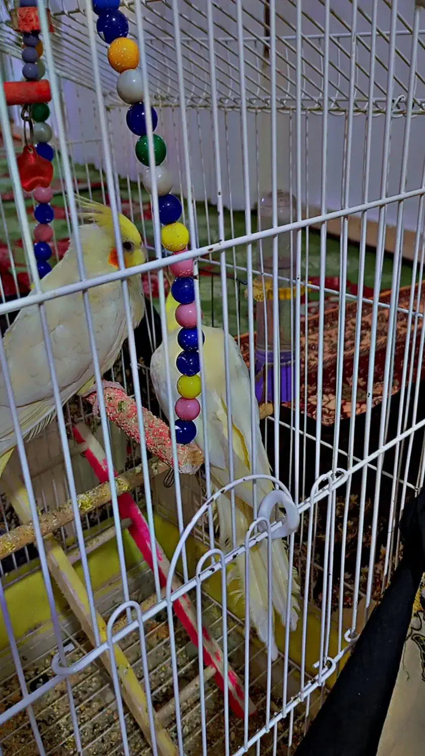 عروس هلندی|پرنده|بناب, |دیوار