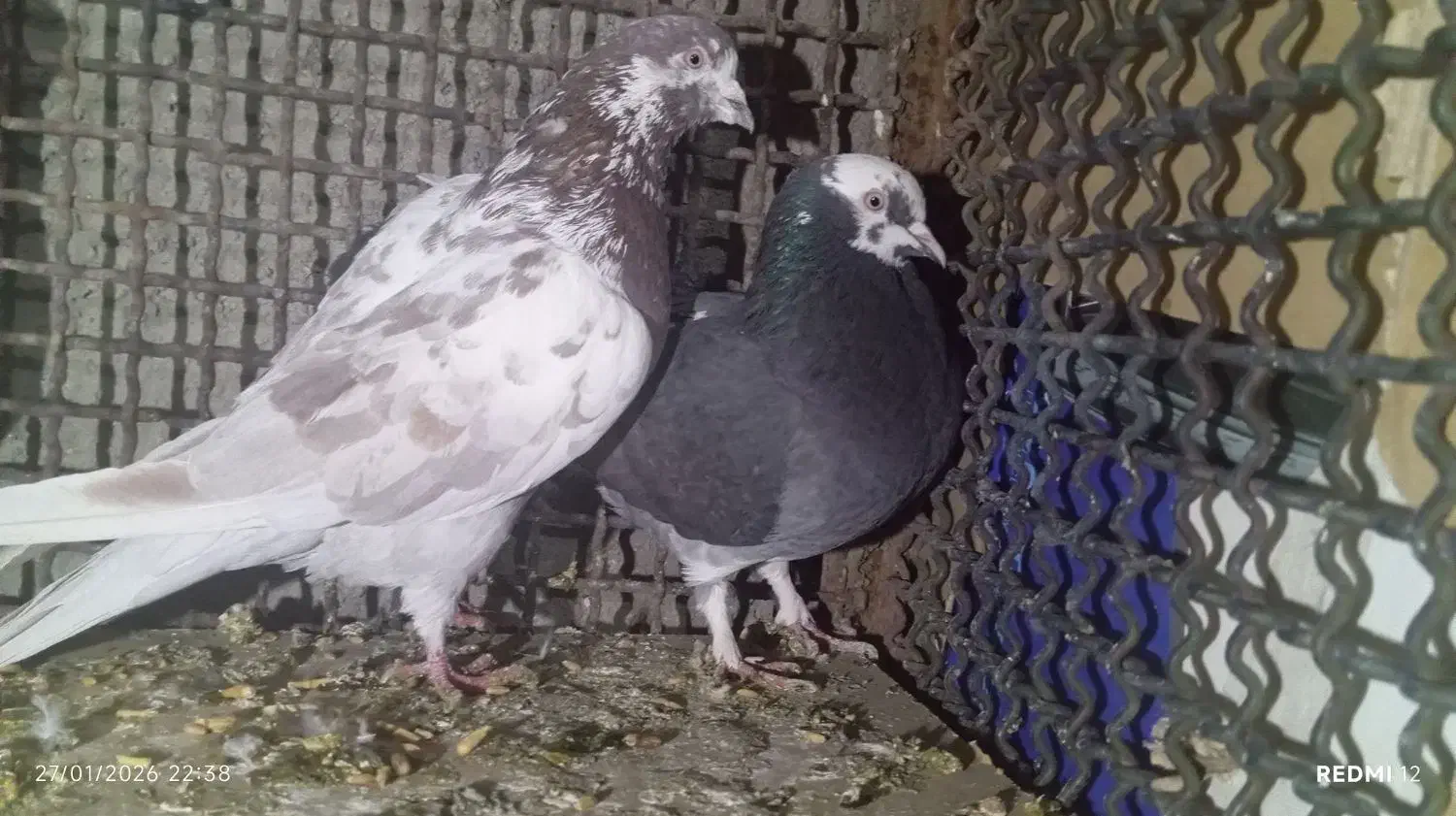 کفتر پرشی|پرنده|سامن, |دیوار