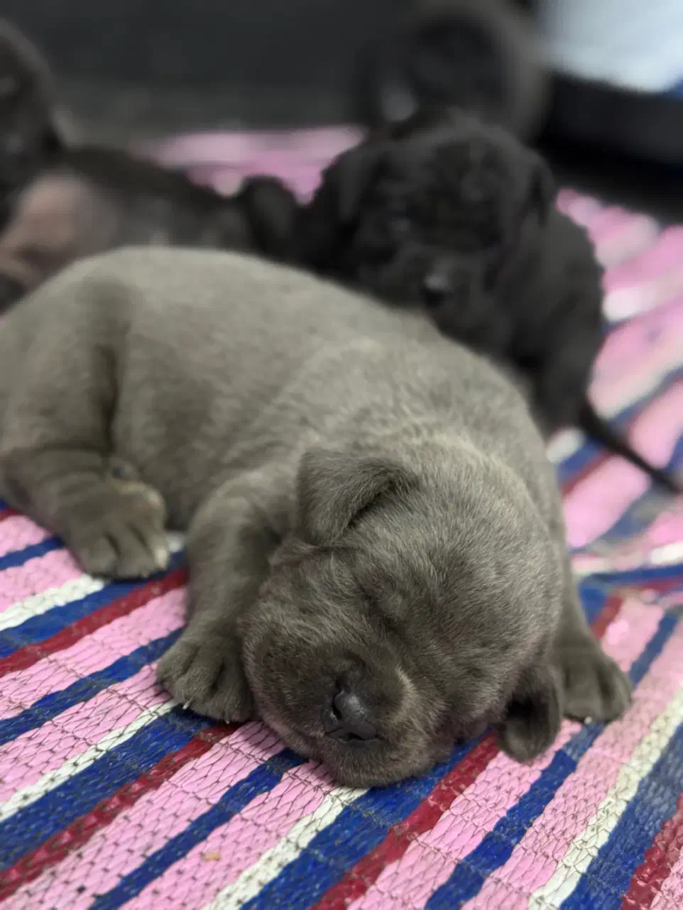 سگ کنکورسو ماستیف|سگ|ری, جوانمرد قصاب|دیوار