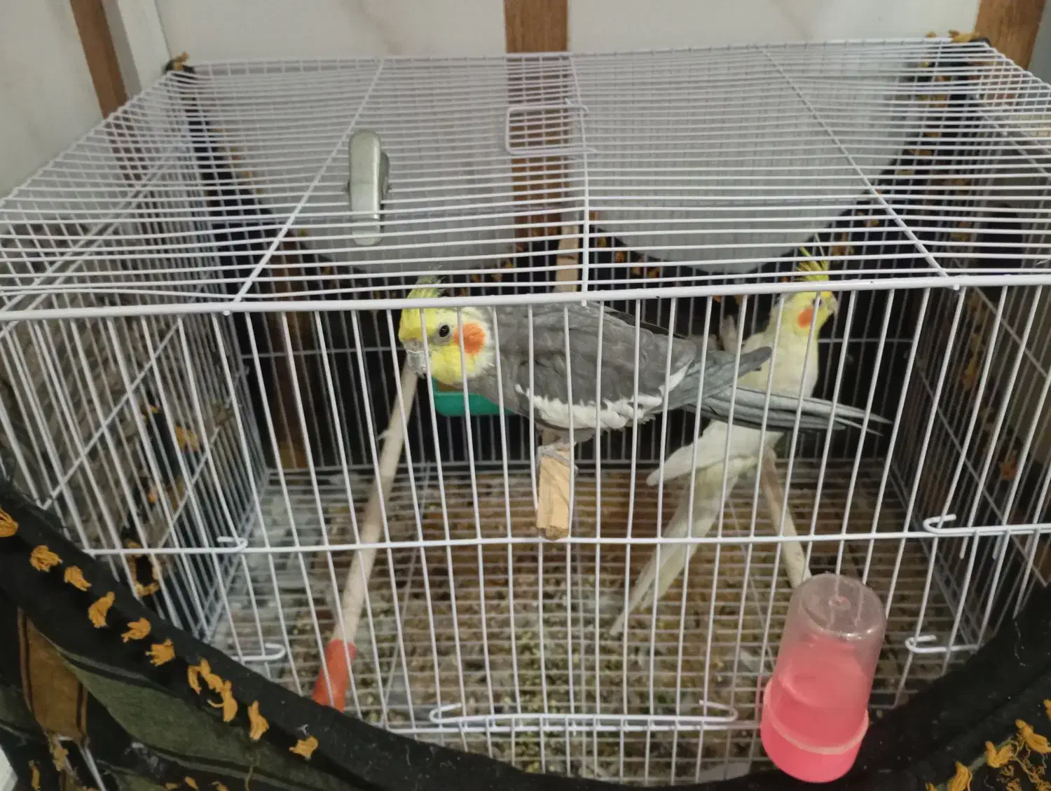 یک جفت عروس هلندی|پرنده|خواف, |دیوار