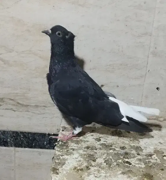 دم سفید|پرنده|حمیدیه, |دیوار