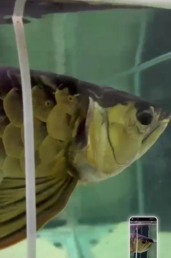 اروانا هایبک مانستر ماهی|ماهی|تهران, آشتیانی|دیوار