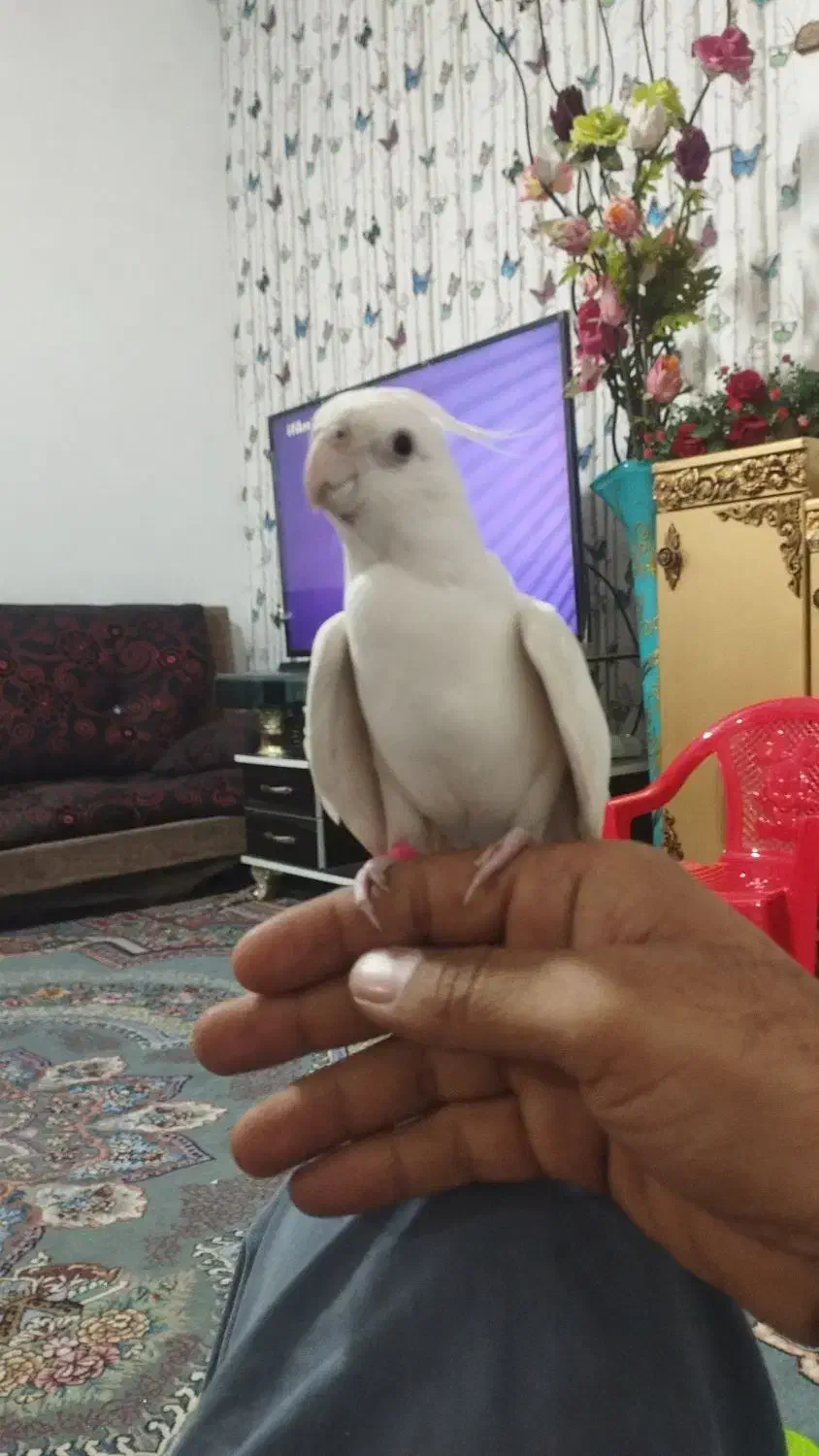 آلبینو نر سخنگو رام|پرنده|سراوان, |دیوار