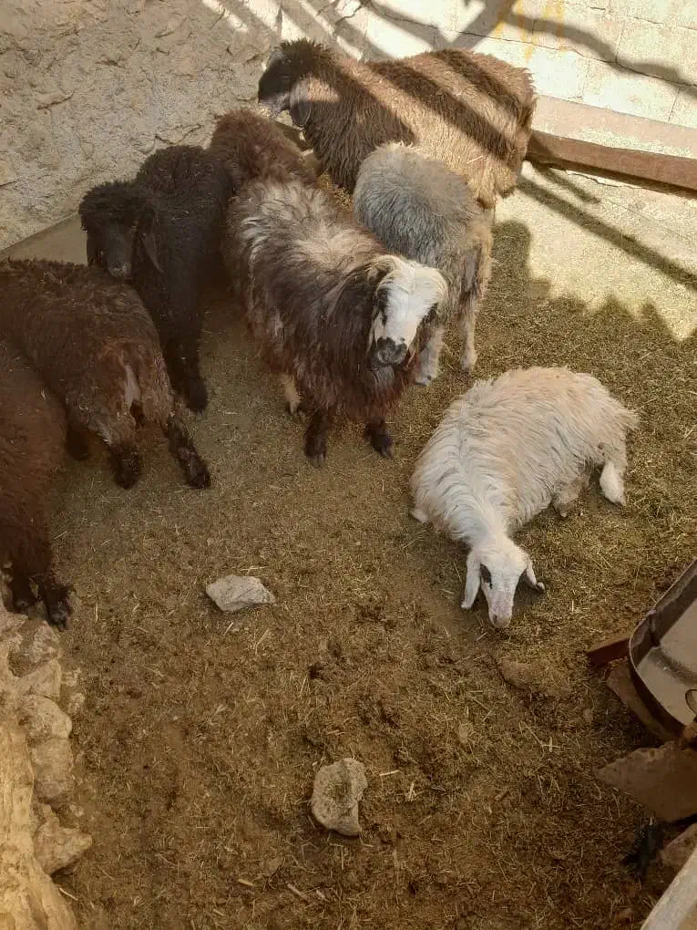 بره نر سبک|حیوانات مزرعه|یاسوج, |دیوار