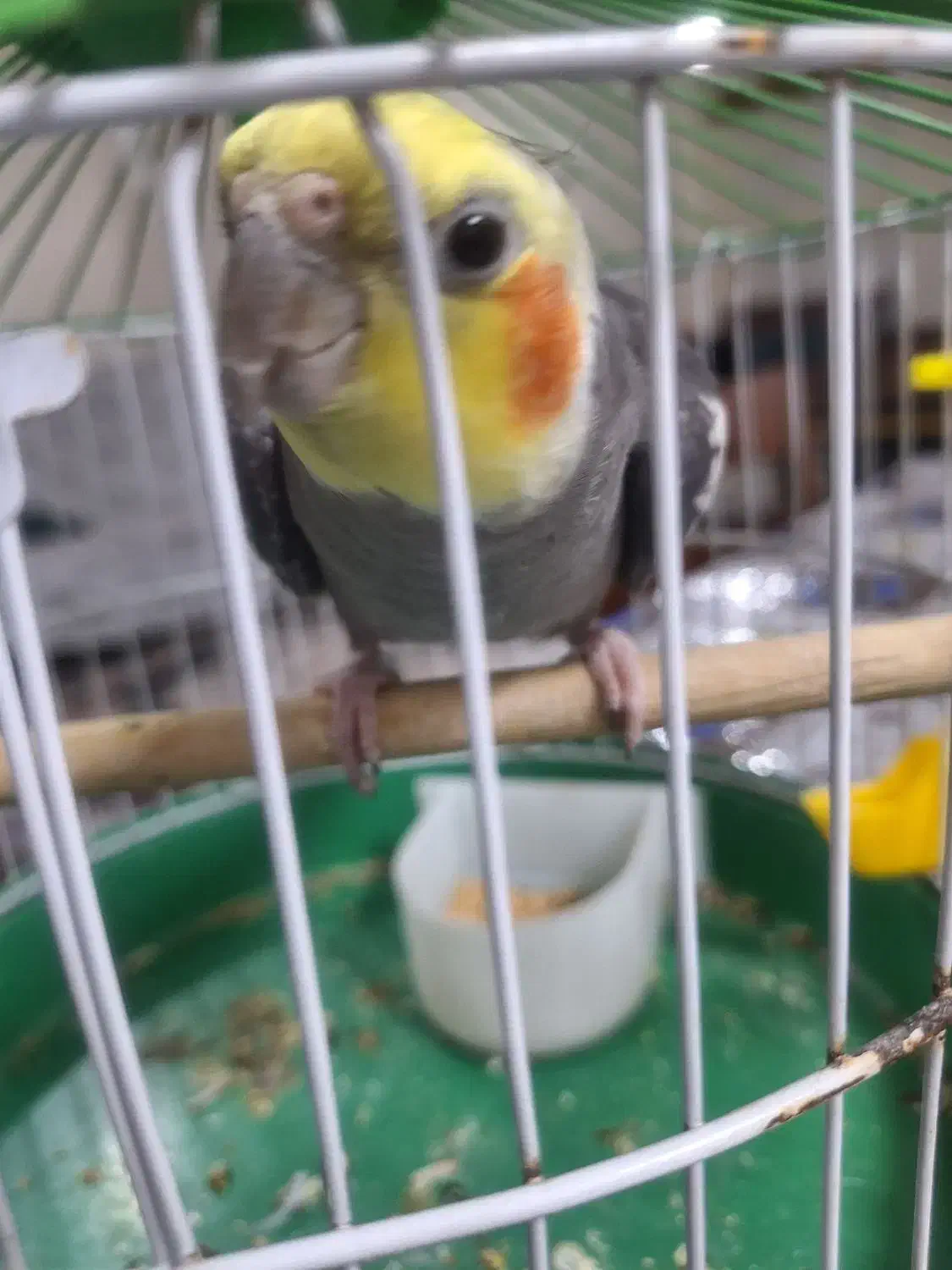 عروس هلندی نر آماده جفت گیری|پرنده|رشت, نخودچر|دیوار