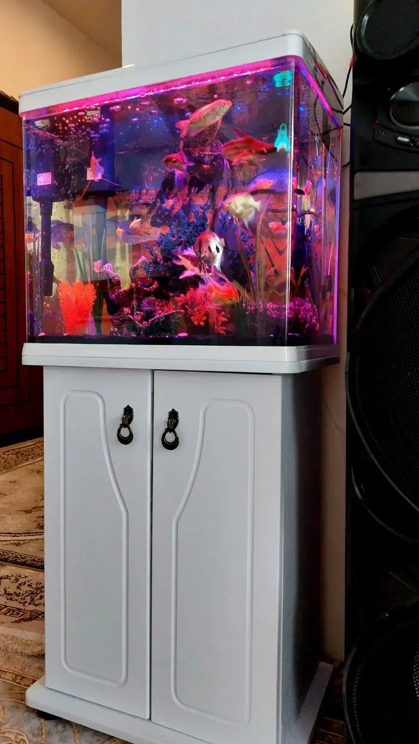 آکواریوم|ماهی|پاکدشت, پاکدشت (مامازند)|دیوار