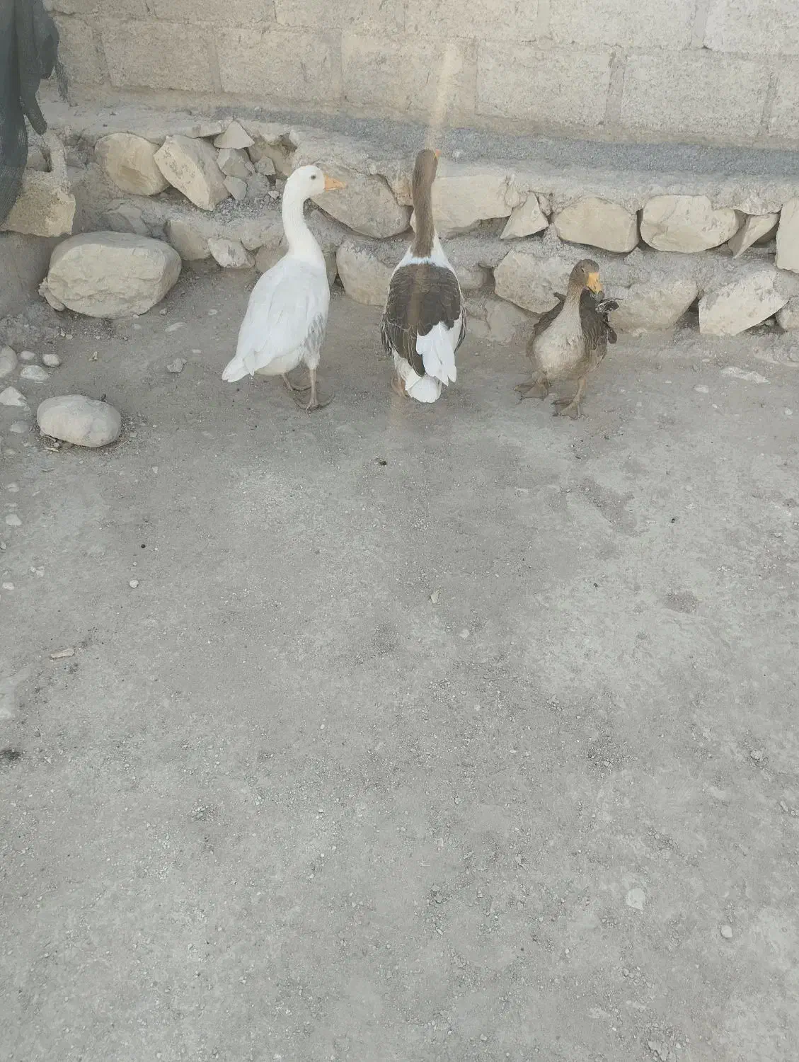 3تا غاز نرو ماده تخم گذار|پرنده|گله دار, |دیوار