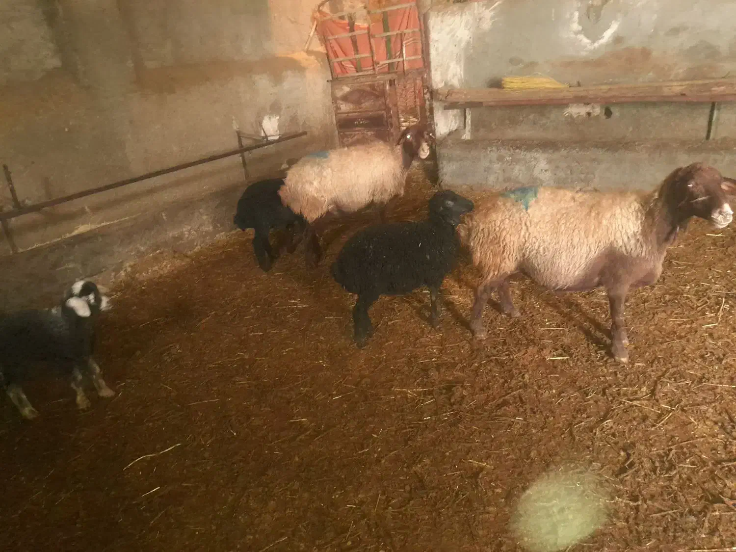 سه رس مش وبر|حیوانات مزرعه|صحنه, |دیوار