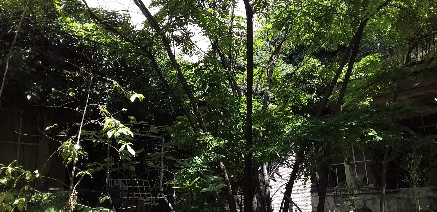 اکازیون تجریش خیابان دربند|فروش زمین و ملک کلنگی|تهران, دربند|دیوار