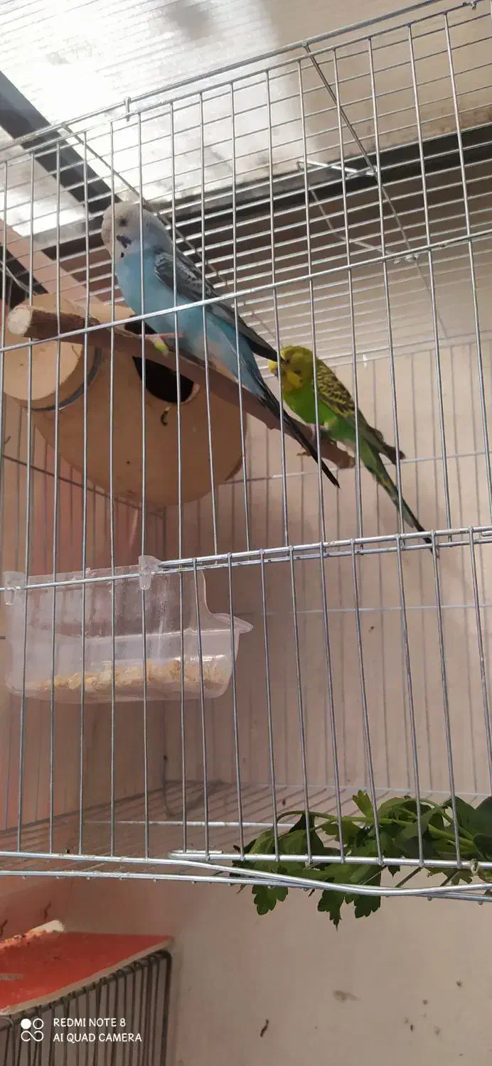 مرغ عشق مولد دم تخم|پرنده|مشکین‌دشت, |دیوار