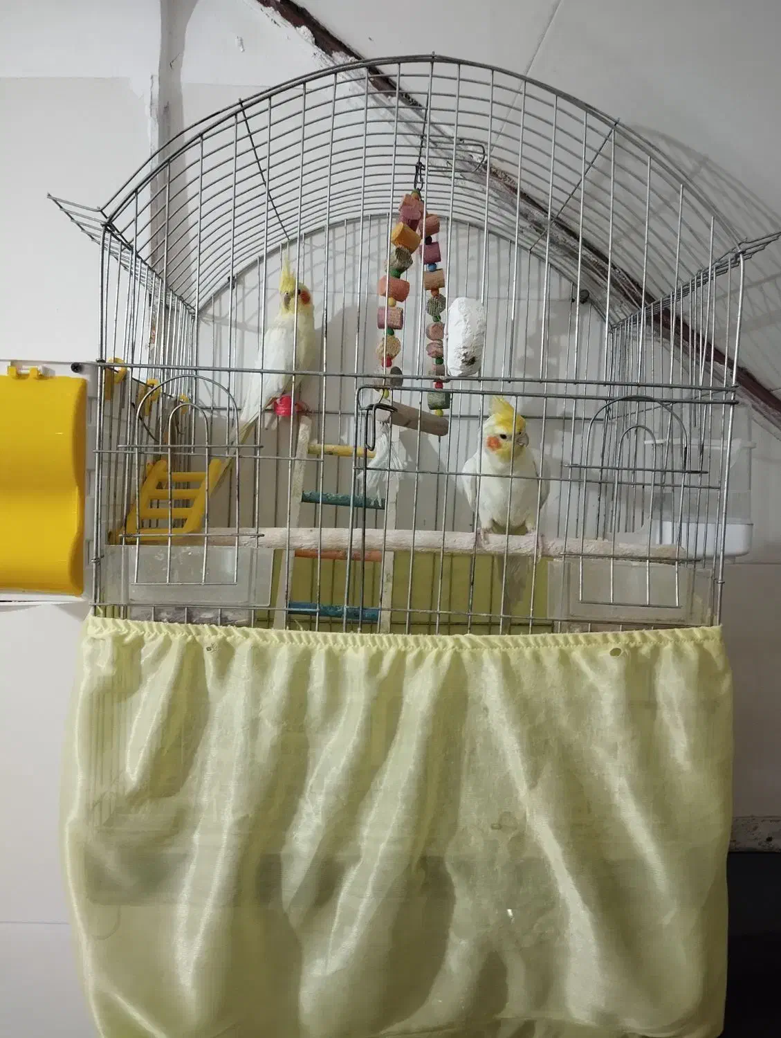 عروس هلندی|پرنده|سرپل ذهاب, |دیوار