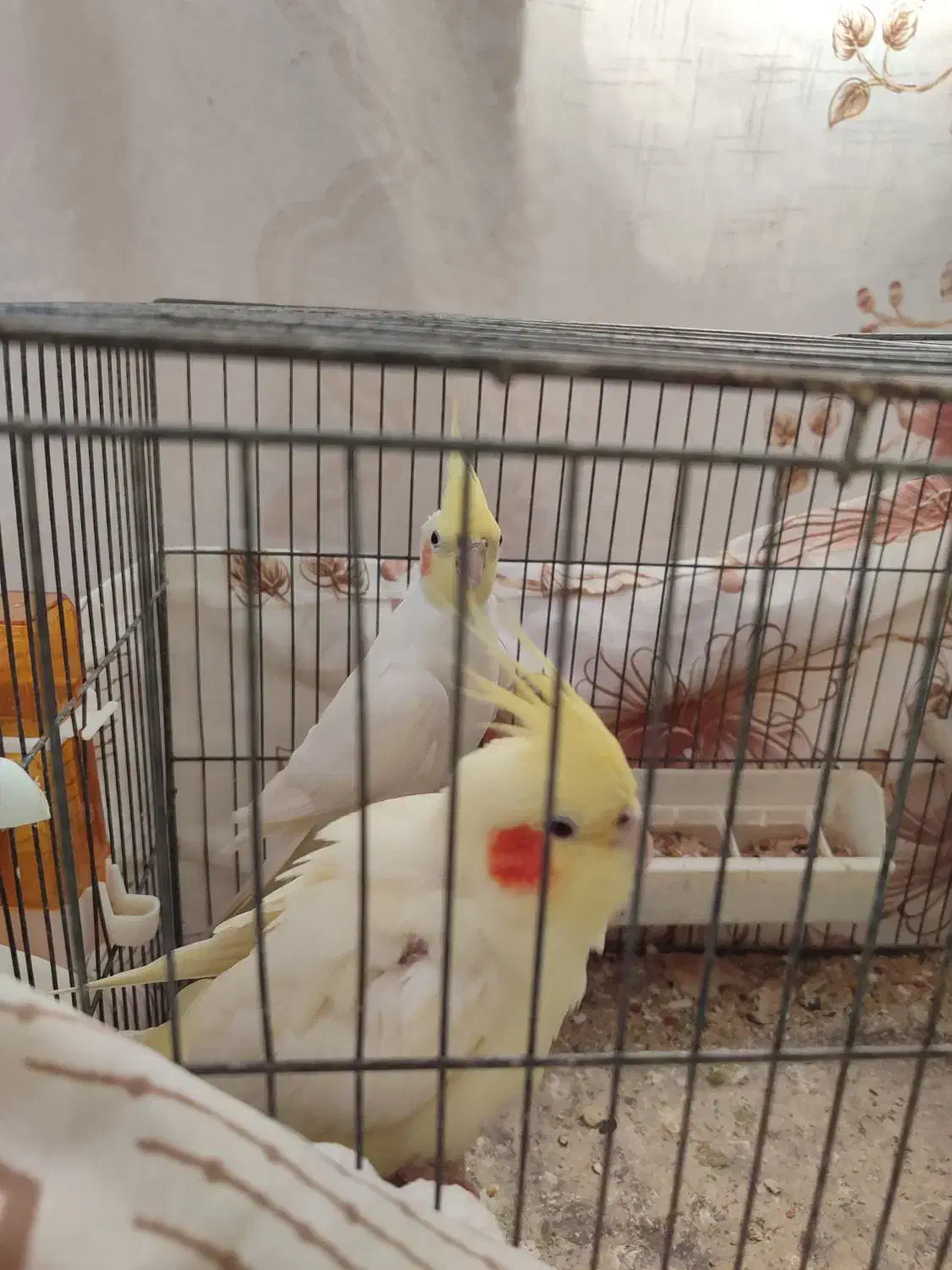 یک جفت عروس هلندی سالم و مولد|پرنده|فومن, |دیوار