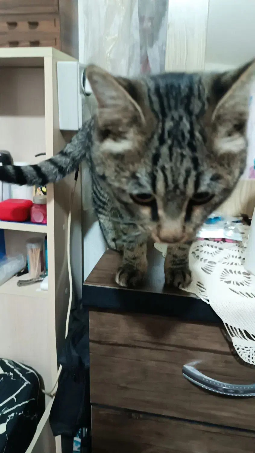 گربه طوسی پیدا شده|گربه|هشتگرد, شهرک اقدسیه|دیوار