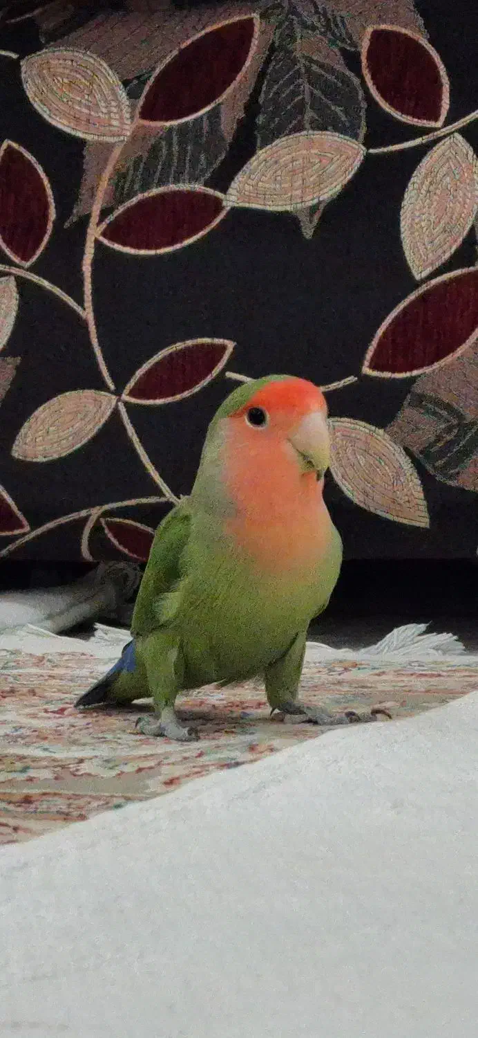 کوتوله برزیلی ۵ رنگ|پرنده|اصفهان, پوریای ولی|دیوار