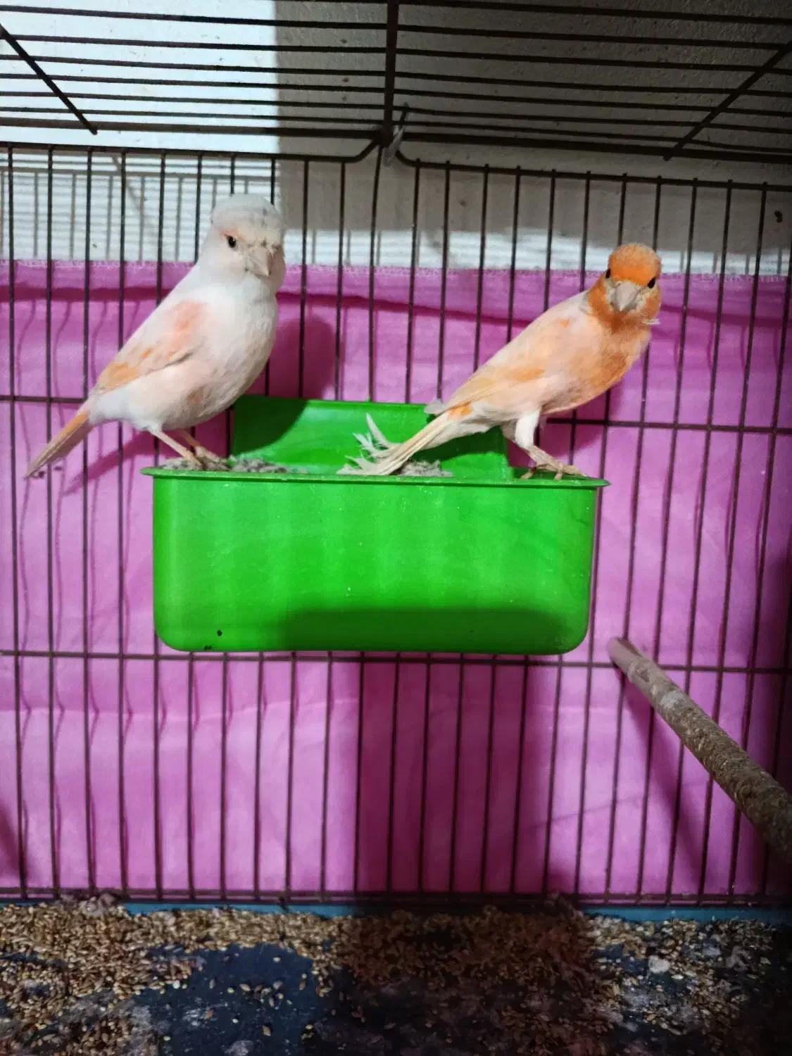 قناری جفت|پرنده|بندرعباس, |دیوار