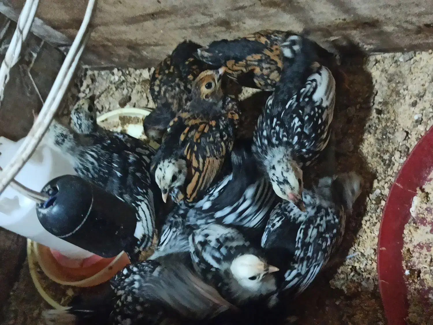 جوجه سبرایت|حیوانات مزرعه|تنکابن, |دیوار