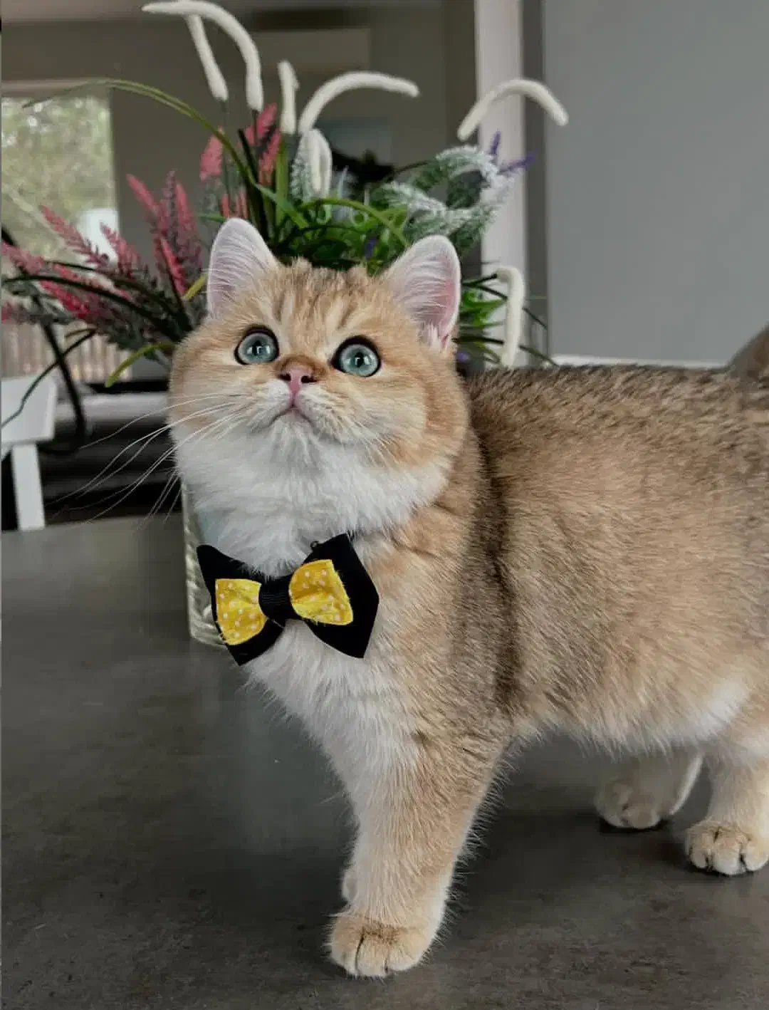 گربه های نر برای جفتگیری|گربه|تبریز, |دیوار