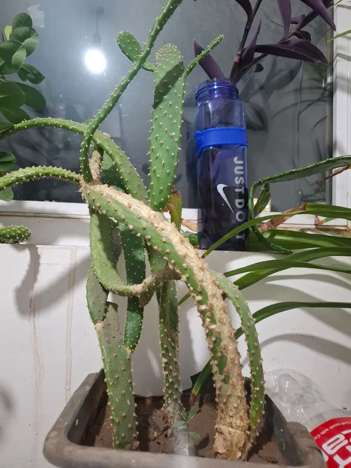 گل خانگی|گل و گیاه طبیعی|سهند, |دیوار