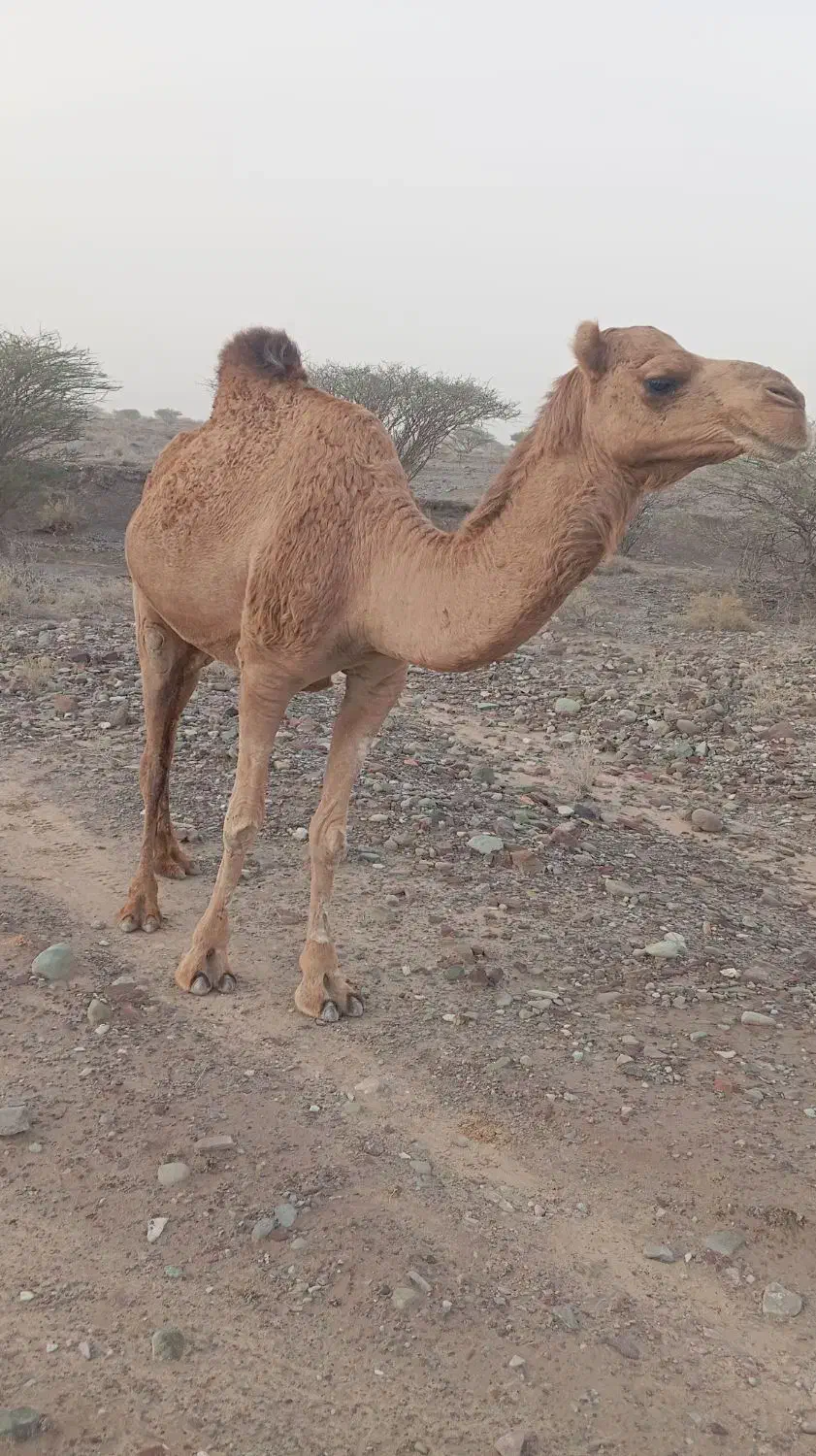 شتر|حیوانات مزرعه|کیش, |دیوار