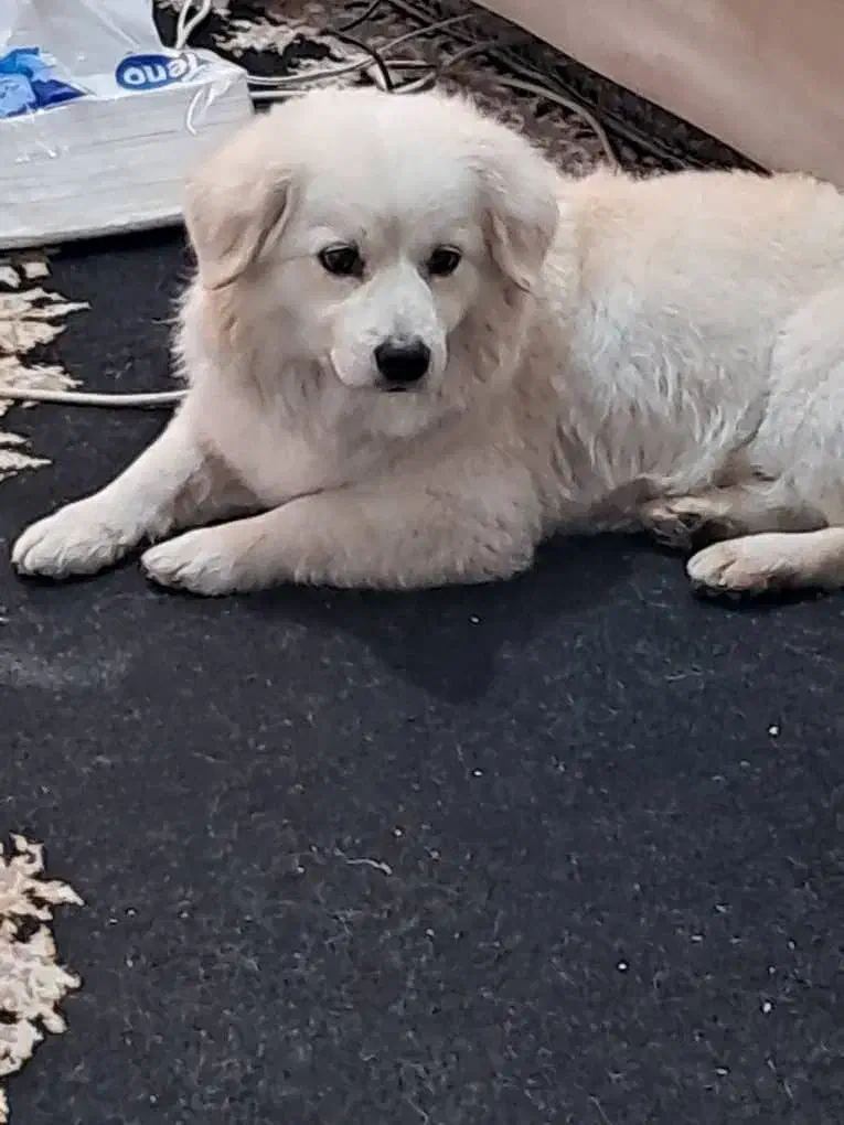 واگذاری سگ اشپیتز|سگ|ماهدشت, |دیوار