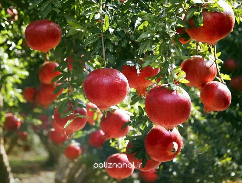 نهالستان میوه و ارقام خشکبار پالیز.|خدمات باغبانی و درختکاری|خلخال, |دیوار